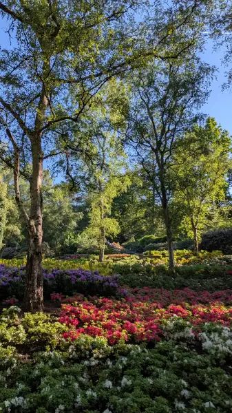 De Rhododendronvallei in het Amstelpark is voor de meeste bezoekers het bekenste gedeelte van het fraaie park in Amsterdam Buitenveldert.