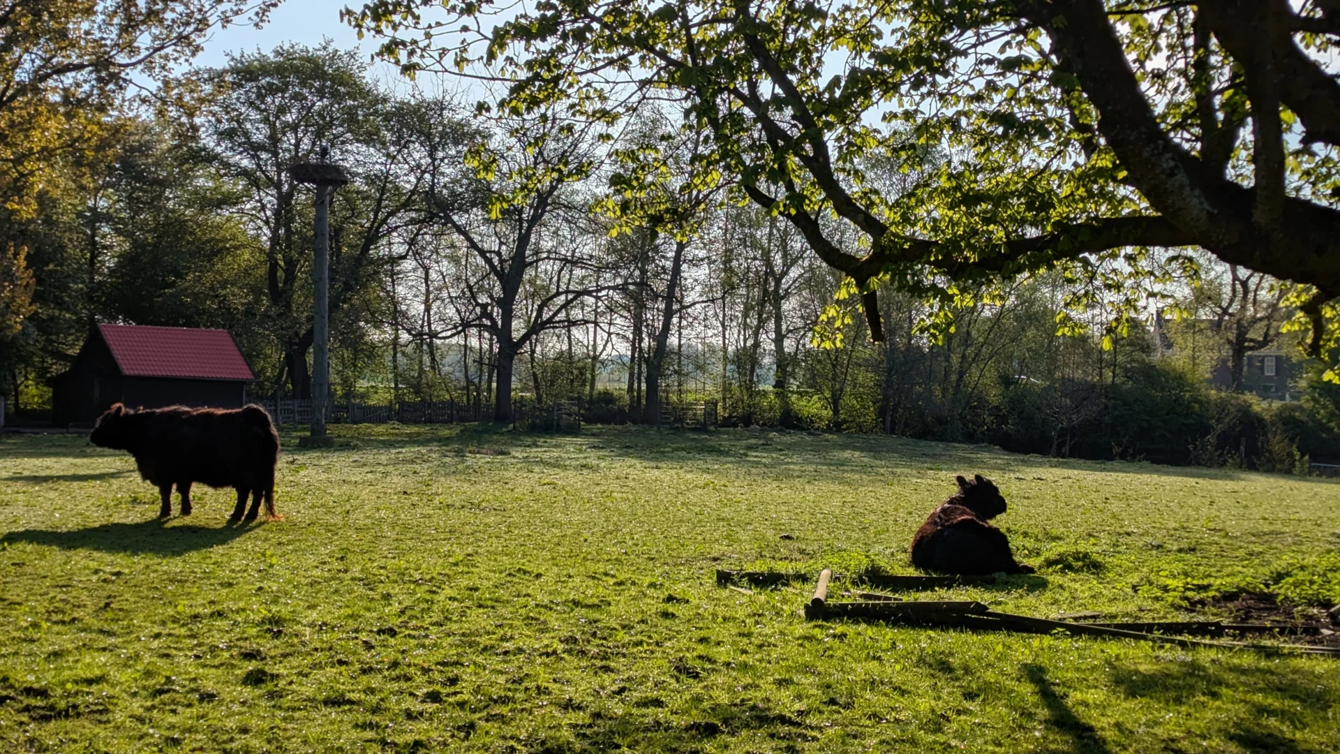 Het Amstelpark heeft een weide met runderen, Amsterdam Buitenveldert.